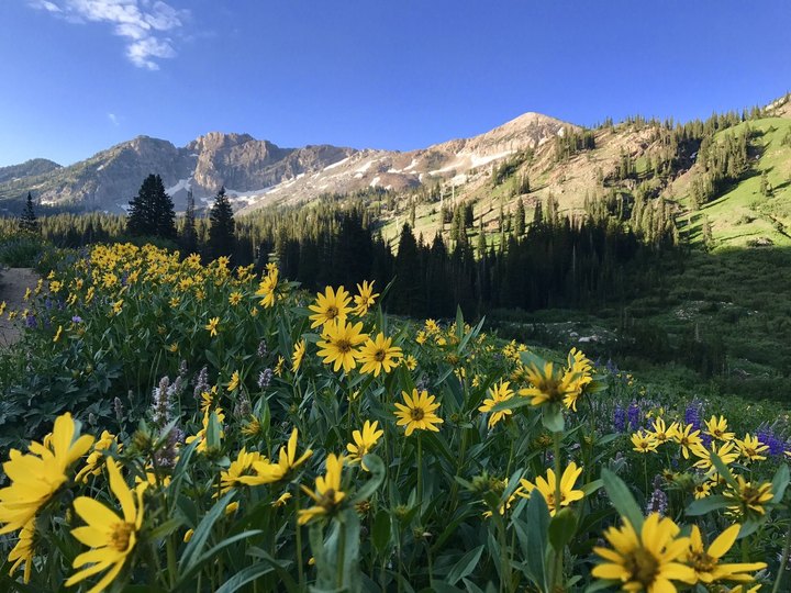 This Wildflower Meadow Trail In Utah Will Make You Feel Like You're In A Fairy Tale