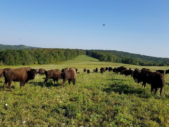 There’s A Bison Farm Near Buffalo And You’re Going To Love It