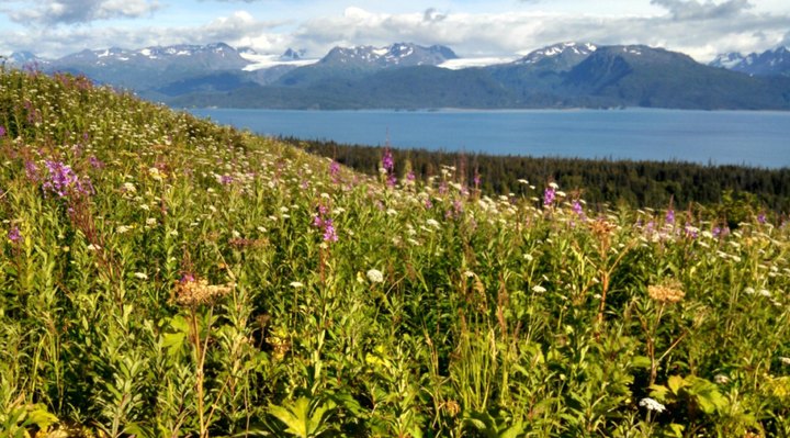 This Easy Wildflower Hike In Alaska Will Transport You Into A Sea Of Color