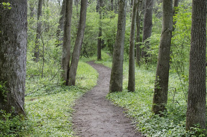 Hike The Woodsy Trail In Delaware That Offers Shade From The Summer Sun