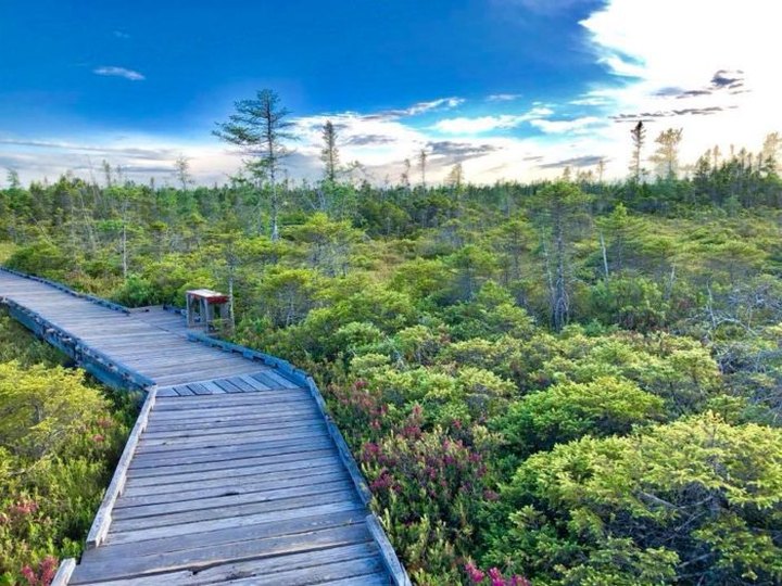 This Maine Park Has Endless Boardwalks And You'll Want To Explore Them All