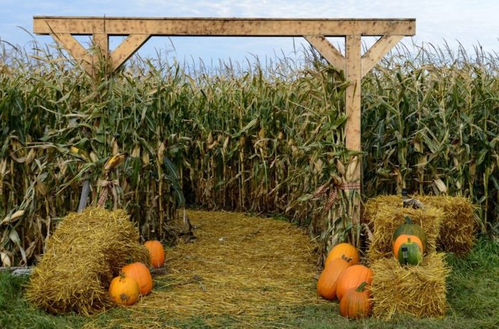Get Lost In This Awesome 8-Acre Corn Maze In North Dakota This Autumn