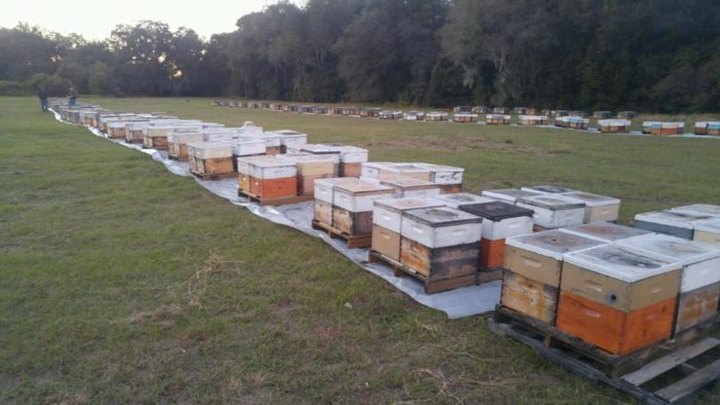 Head To This Unique Honey Farm In Florida For A Bee-autiful Adventure