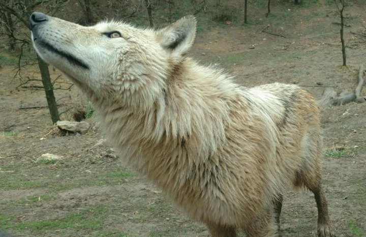 The One-Of-A-Kind Park In Nebraska Where You Can See Wolves Up Close