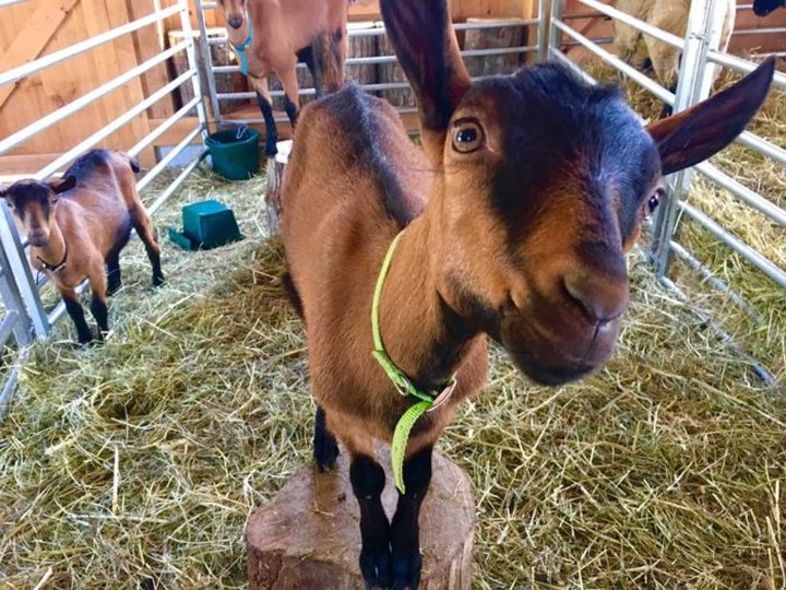 Go Goat Hiking At This Local Maine Farm For An Unforgettable Adventure