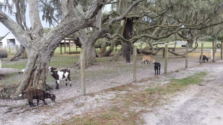 You'll Have Loads Of Fun At This Dairy Farm In Florida With Incredible Ice Cream And Cheese