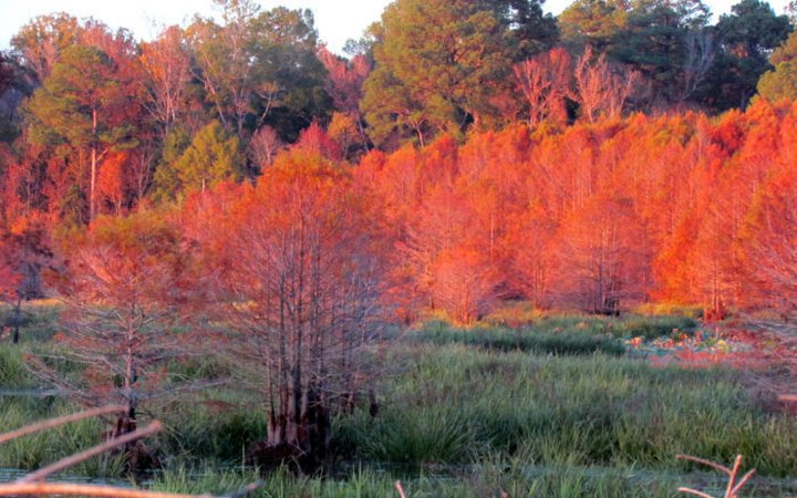 You'll Be Happy To Hear That Mississippi's Fall Foliage Is Expected To Be Bright And Bold This Year