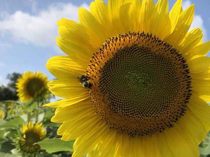 Pick Your Own Sunflowers At This Charming Farm Hiding In Iowa