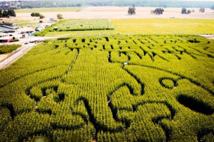 Get Lost In This Awesome 6-Acre Corn Maze In Northern California This Autumn