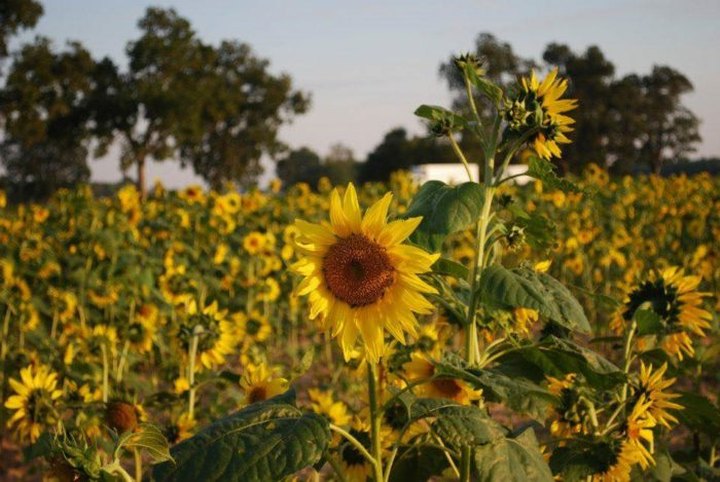 Your Family Will Love This Endless Field Of Sunflowers This Fall In Arkansas