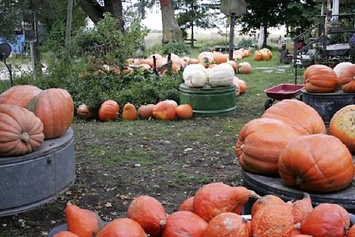 The Charming Pumpkin Festival In Iowa That Will Make Your Fall Complete