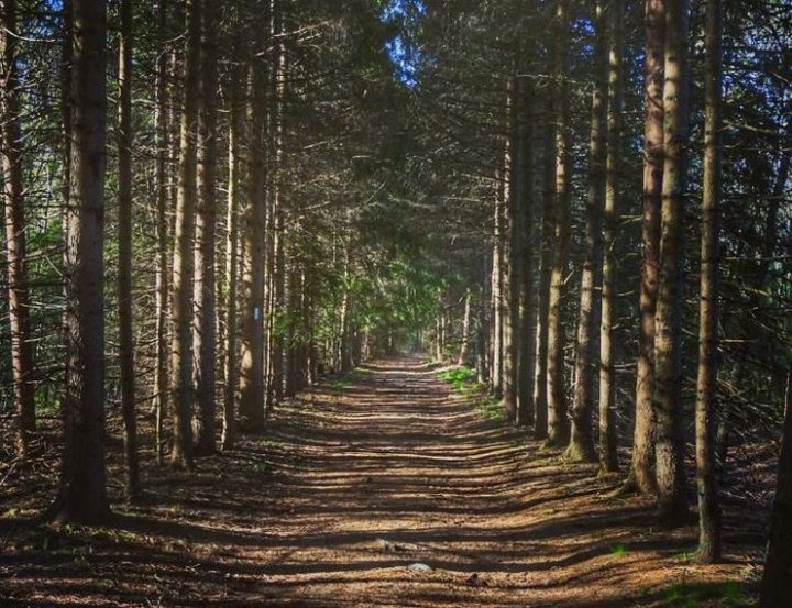 This 3-Mile Hike In Rhode Island Takes You Through An Enchanting Forest