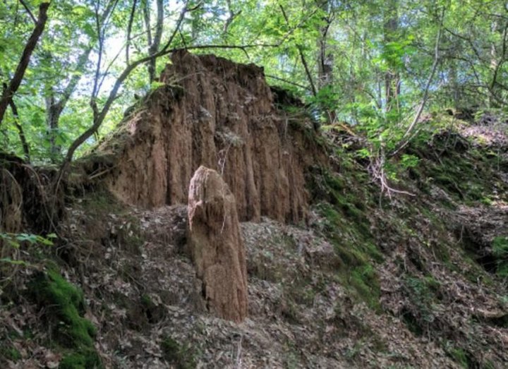 Hike This Ancient Forest In Mississippi That’s Home To 36-Million-Year-Old Trees