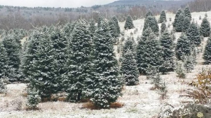 This Christmas Tree Trail In New Hampshire Is Like Walking In A Winter Wonderland