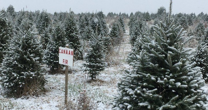 You'll Never Want To Leave This Enchanting Christmas Tree Farm In Virginia