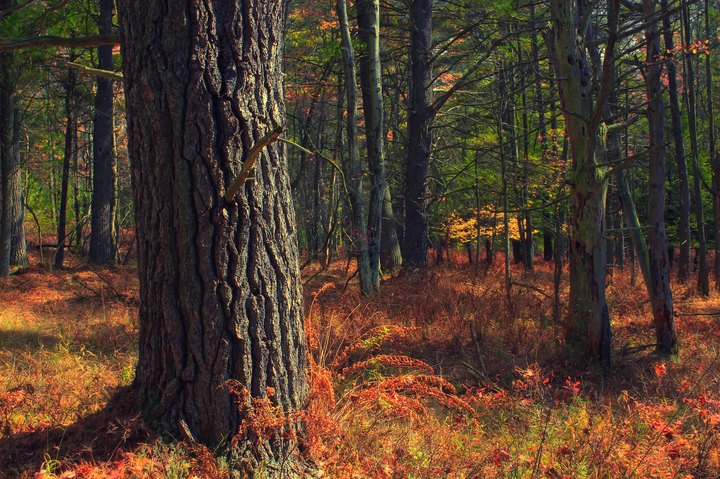 Hike This Ancient Forest In New Hampshire That’s Home To 200-Year-Old Trees
