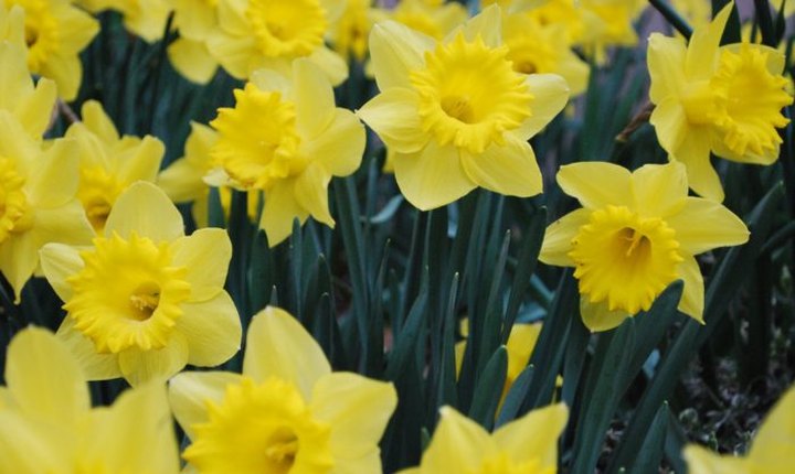 Visit This U.S. Park Where Thousands Of Daffodils Bloom Each Spring