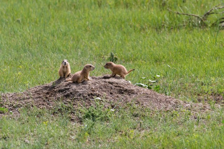 This Trail In North Dakota Will Lead You Right To The Middle Of A Prairie Dog Town