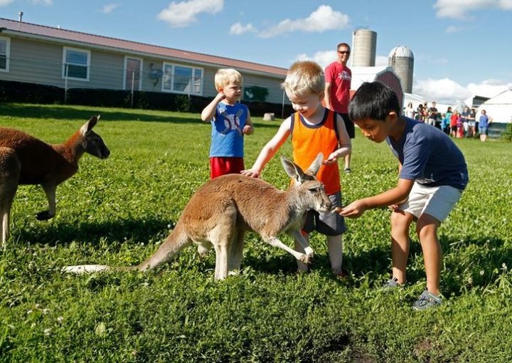 There’s A Kangaroo Farm In Iowa And You’re Going To Love It