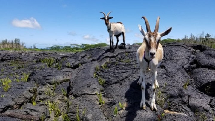 Go Hiking With Goats In Hawaii For An Adventure Unlike Any Other