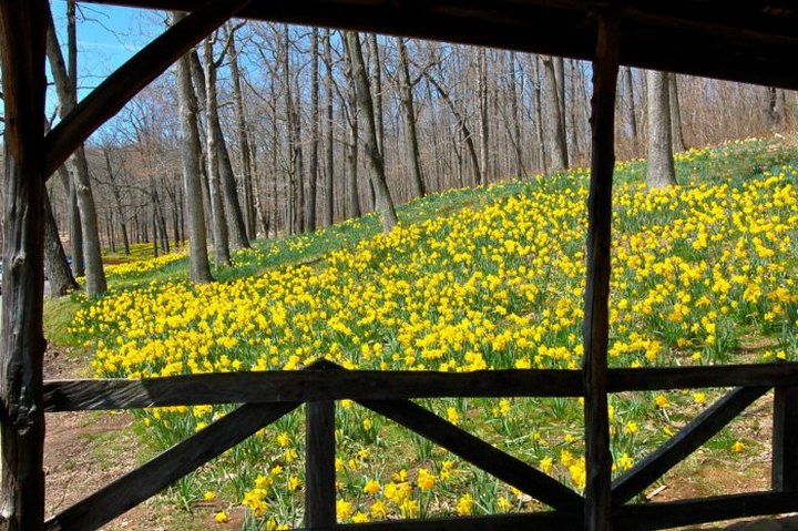 The Dreamy Connecticut Park Where Over 600,000 Daffodils Bloom Each Spring
