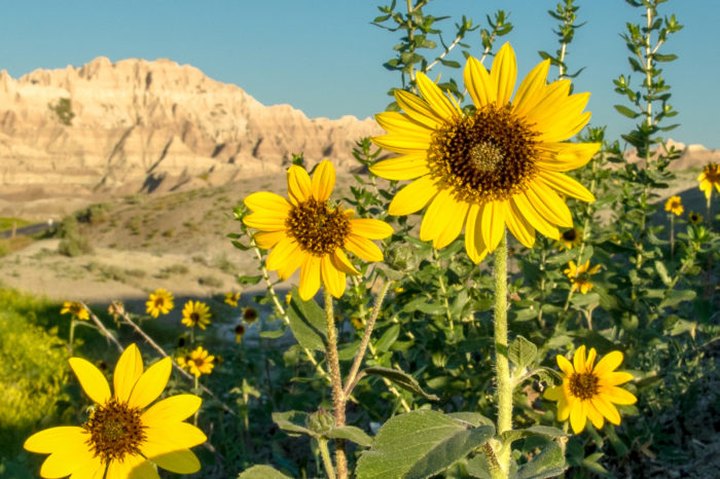 This National Park In South Dakota Will Be In Full Bloom Soon And It’s An Extraordinary Sight To See