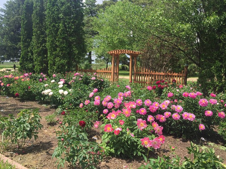The Dreamy Peony Farm In Iowa You'll Want To Visit This Spring