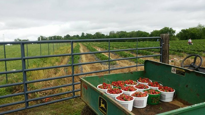 Take The Whole Family On A Day Trip To This Pick-Your-Own Strawberry Farm In Tennessee