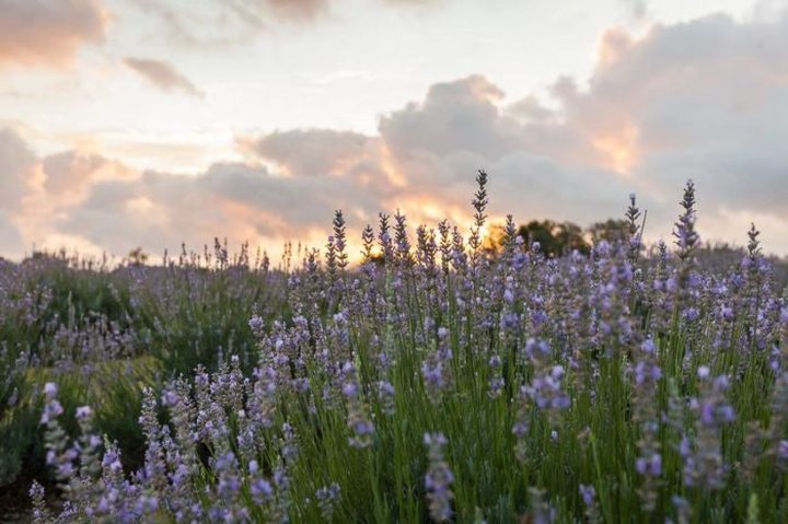 The Beautiful Lavender Farm Hiding In Plain Sight Near Austin That You Need To Visit