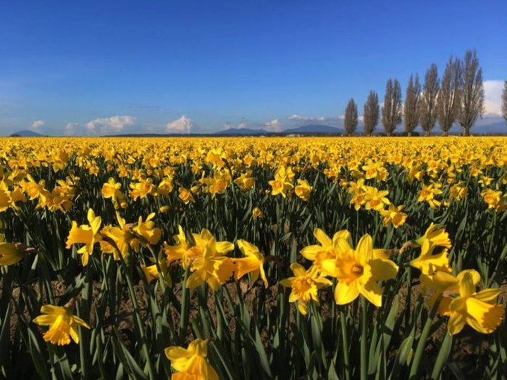 The Dreamy Daffodil Fields In Washington You'll Want To Visit This Spring