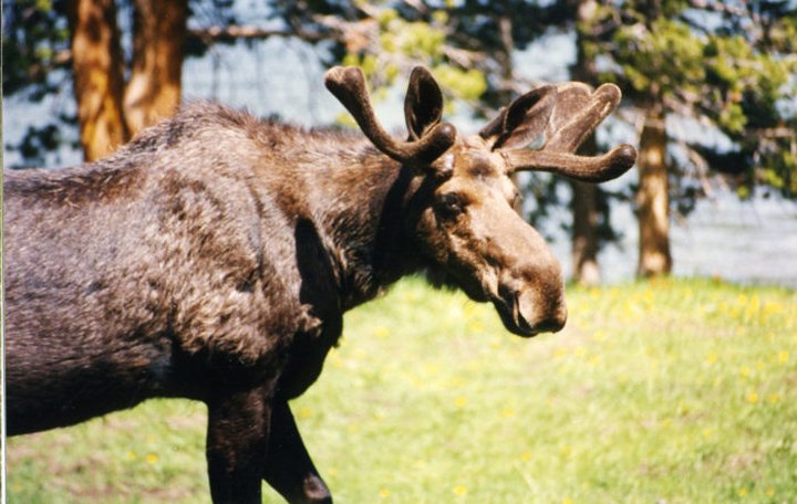 These 5 Out-Of-Place Creatures Have Been Spotted In South Dakota And You’ll Want To Steer Clear