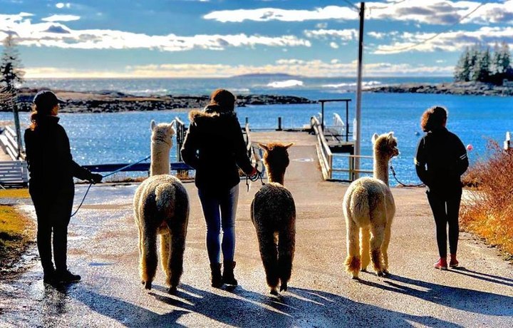 Go Hiking With Alpacas In Maine For An Adventure Unlike Any Other