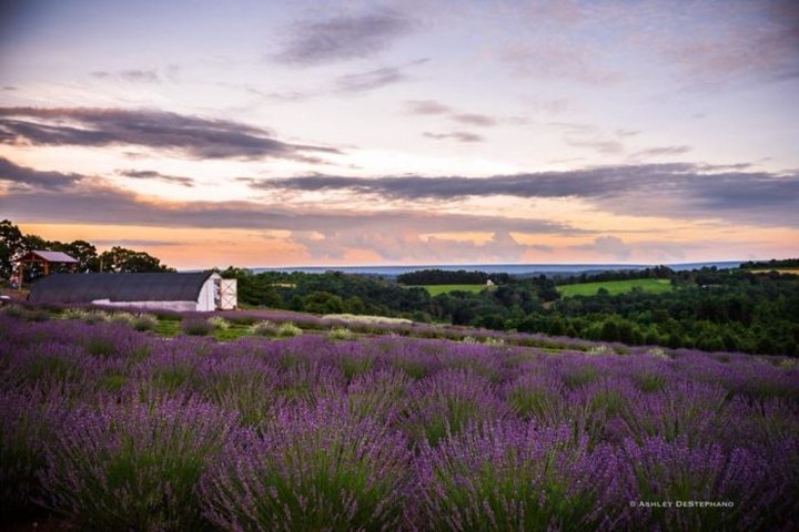 The Dreamy Lavender Farm In Pennsylvania You'll Want To Visit This Spring