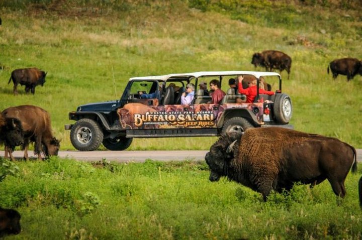 There Is No Better Place To See South Dakota Wildlife Than This Epic Tour