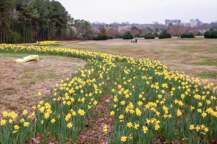 The Daffodil Trail At This North Carolina Park Is A Magical Sight To Behold