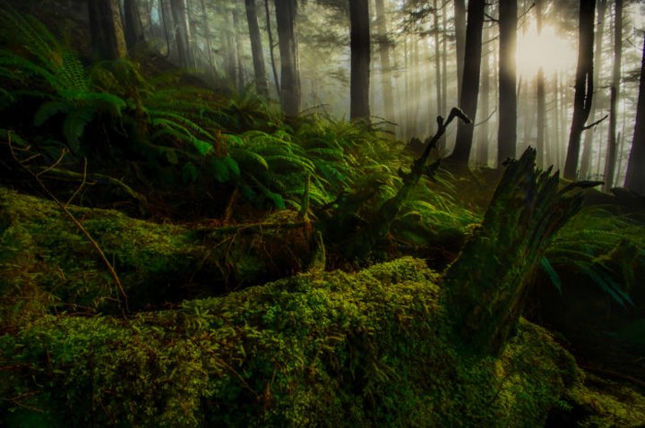 This Breathtaking Trail Takes You Through The Largest Old-Growth Forest In The U.S.