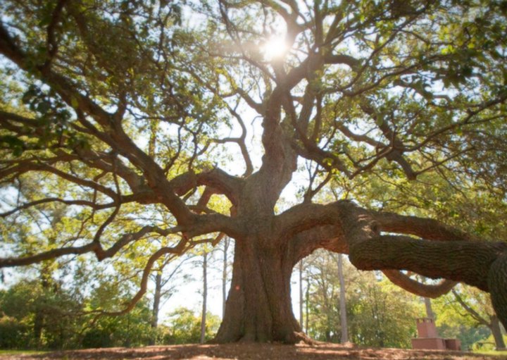 There’s No Other Historical Landmark In Virginia Quite Like This 200-Year-Old Tree