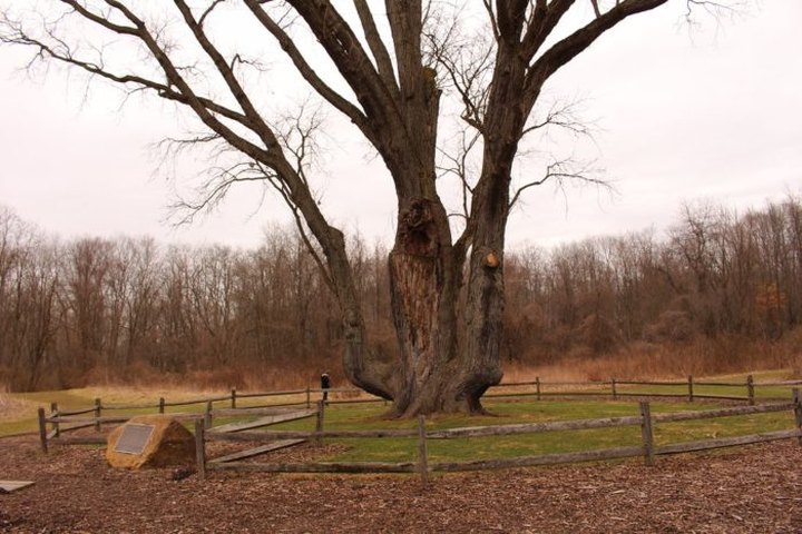 There's No Other Historical Landmark In Ohio Quite Like This 300-Year-Old Tree
