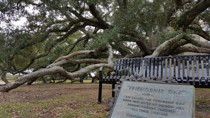 There’s No Other Historical Landmark In Mississippi Quite Like This 500-Year-Old Tree