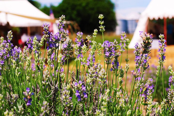 Visit This Lavender Farm Near Cincinnati For That Beautiful Scenic Experience You Crave