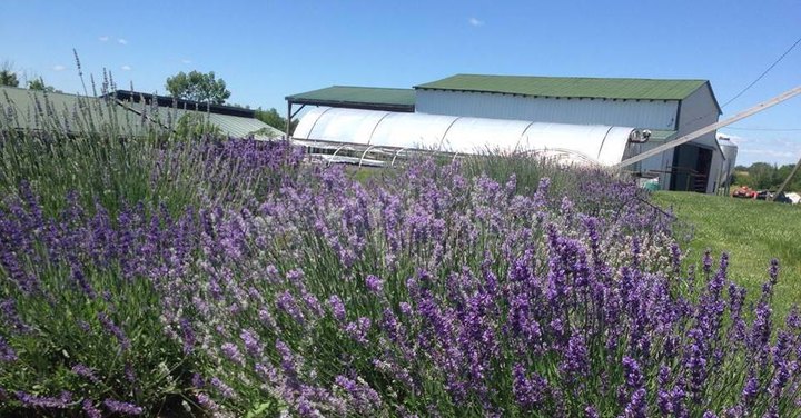 Visit This Lavender Farm In Kentucky For That Beautiful Scenic Experience You Crave
