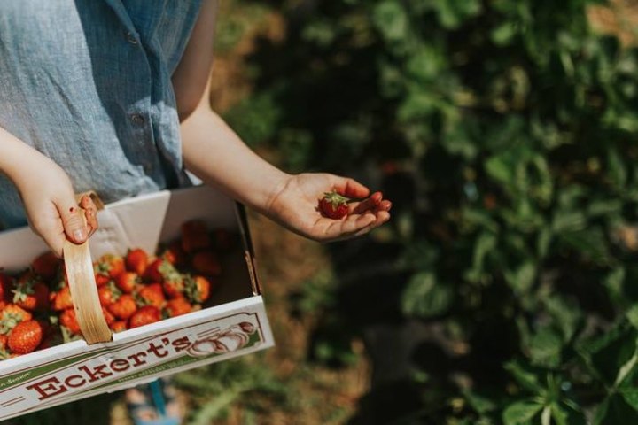 Take The Whole Family On A Day Trip To This Pick-Your-Own Strawberry Farm In Kentucky