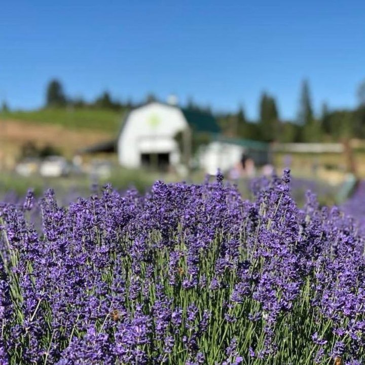 The Dreamy Lavender Farm In Northern California You'll Want To Visit Soon