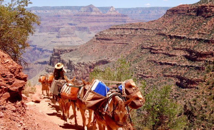 Go Hiking With Mules In Arizona For An Adventure Unlike Any Other