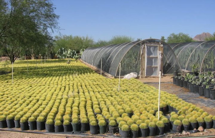 The Cactus Farm In Arizona Where You'll Have A Perfectly Prickly Adventure