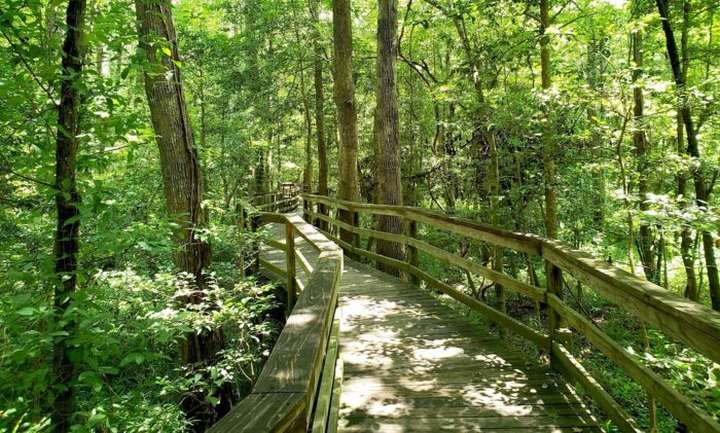 Explore Ancient Forests On This Enchanting Boardwalk Trail Through South Carolina