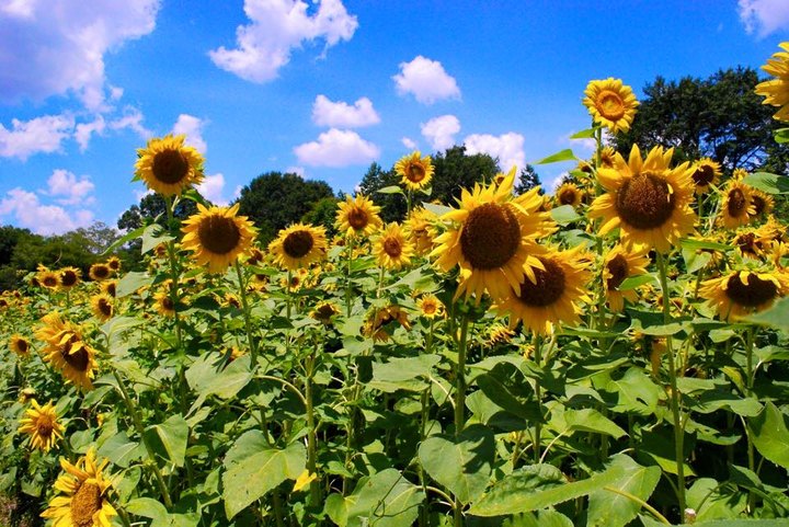 There’s A 50-Acre Sunflower Farm In Georgia That’s Just As Magnificent As It Sounds