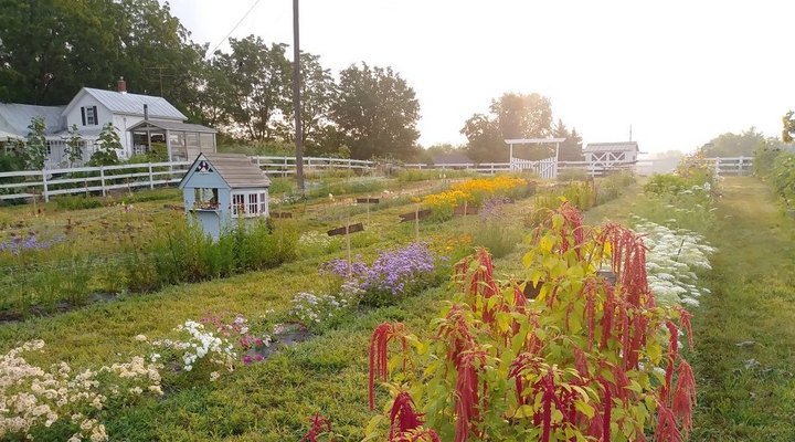 Visit This Flower Farm In Michigan For That Beautiful Scenic Experience You Crave