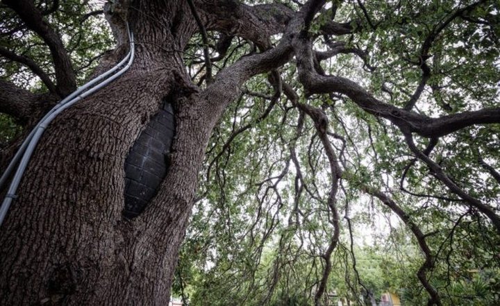 There’s No Other Historical Landmark In Austin Quite Like This 500-Year-Old Tree