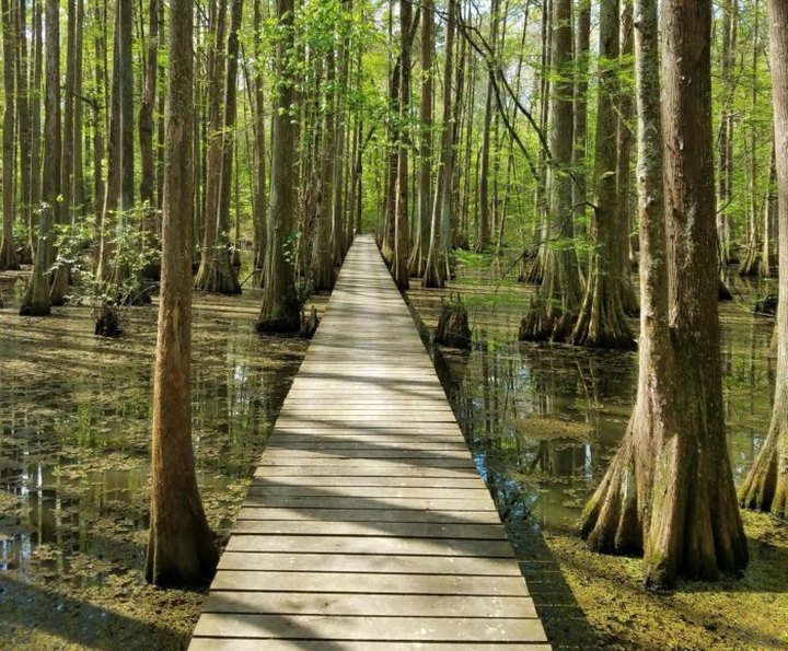 9 State Park Nature Trails In Louisiana That Will Lead You Through Some Spectacular Scenery